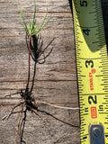 Pine Tree Seedlings 10-Pack 3"-6" Tall Bare Root Fast Growing Wild Pinus spp.