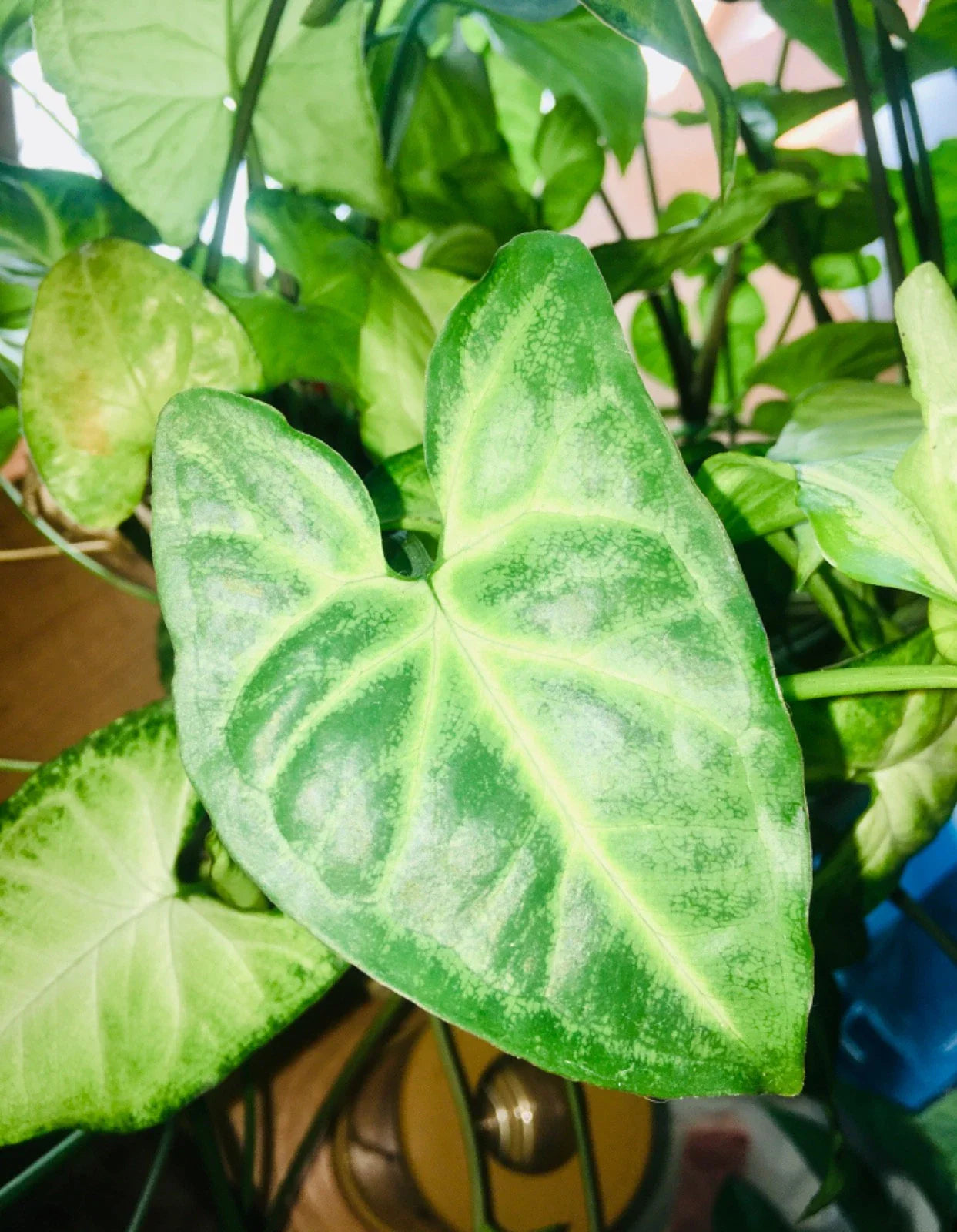 Syngonium Arrowhead Live Plant Cuttings - 3 Fully Rooted - Syngonium podophyllum