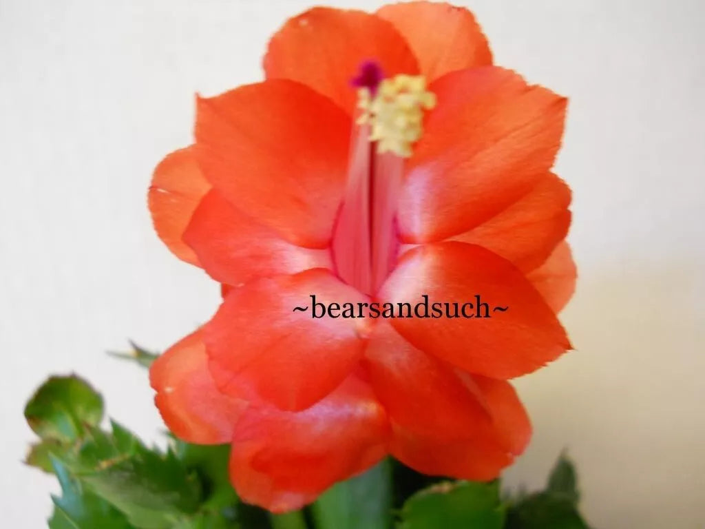 Schlumbergera Starter Plant - Sunset Dancer Variety - Beautiful Christmas Cactus - Perfect for Home Decor