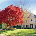 Red Japanese Maple Tree Seeds - 10 Pack - Palmatum atropurpureum - Cold Hardy Bonsai Plant