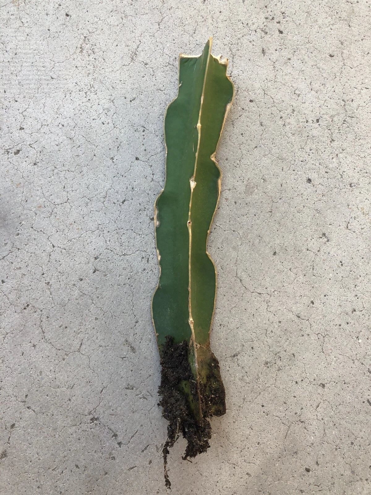 Rooted White Dragon Fruit Cutting - Pitaya Cactus - Hylocereus undatus - Ready to Plant - No Pot Included