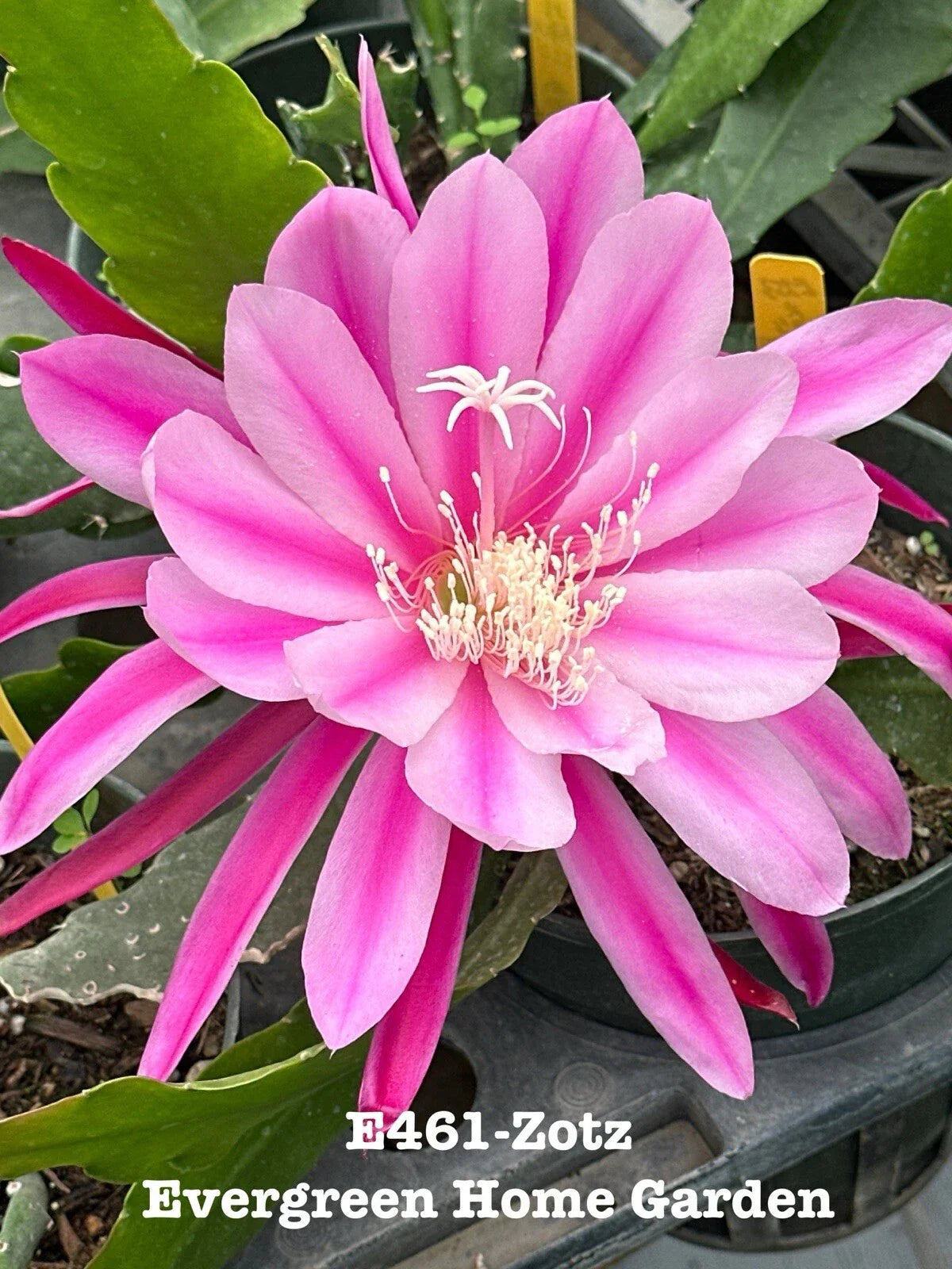 Epiphyllum Orchid Cactus "Zotz" in 4” Starter Pot | Rooted Indoor Plant | Unique Houseplant, Easy Care