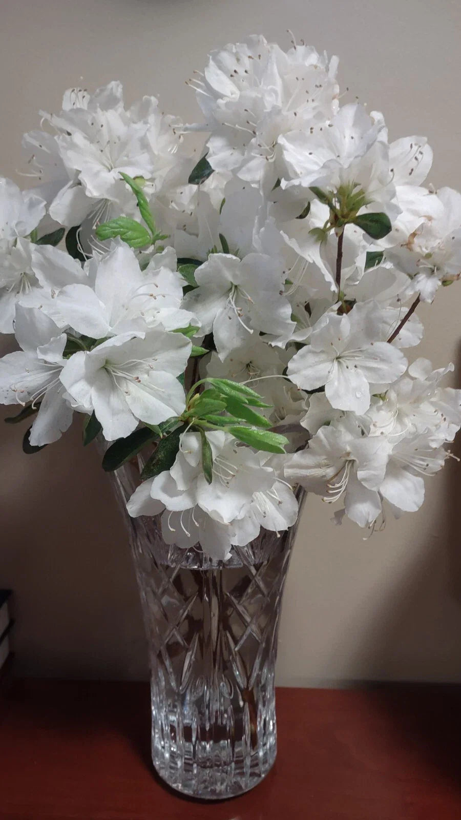 Crape Myrtle Cuttings 50+ White Bloom Fresh Unrooted 5-7" Lagerstroemia Indica