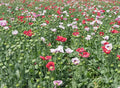 Poppy Seeds Mixed Colors Huge Pods Red White Pink Non-GMO Papaver somniferum 1000 Seeds