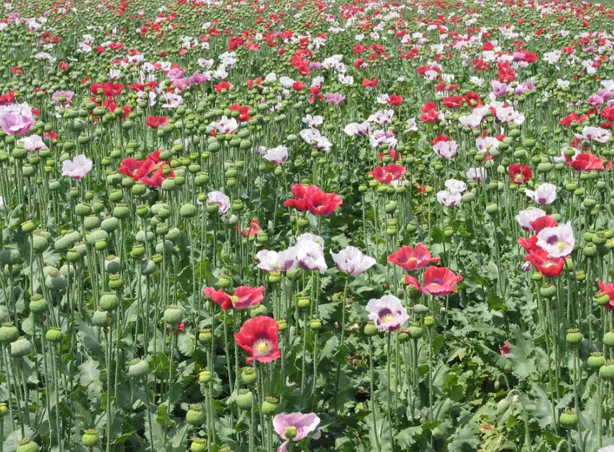 Poppy Seeds Mixed Colors Huge Pods Red White Pink Non-GMO Papaver somniferum 1000 Seeds