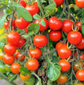 Large Red Cherry Tomato Seeds | Heirloom Ground Plum Grape Tomato Seeds | 2025 Variety