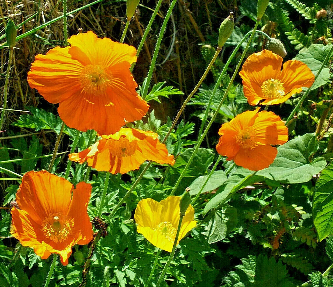 Welsh Poppy Seeds 150 Mixed Orange Yellow Hardy Meconopsis cambrica