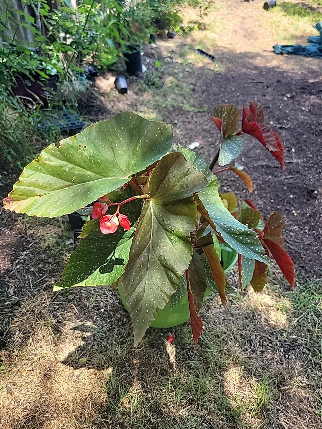 Torch Pink Angel Wing Begonia Live Plant, 6-8" Tall, 4" Pot, Indoor Houseplant, Begonia corymbosa