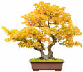 Trident Maple Bonsai Tree Seeds - 30 Pack - Acer buergerianum - Ideal for Indoor/Outdoor Gardening