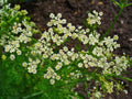 Caraway Seeds - 500+ Fresh Herb Seeds - Carum carvi - Aromatic Culinary Herb for Cooking and Baking