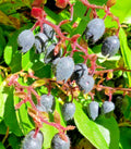 Salal Seeds 1000 Bulk - Shalon, Gaultheria, Hardy Evergreen Shrub, Edible Berries