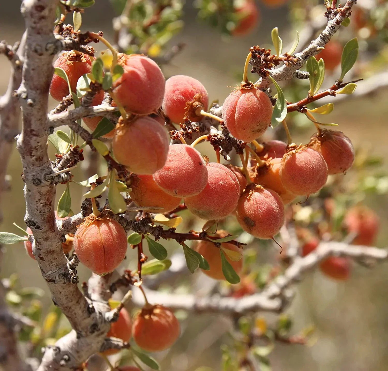 Desert Peach Bush Seeds - 5 Pack - Prunus andersonii - Drought-Tolerant, Native Plant for Gardening