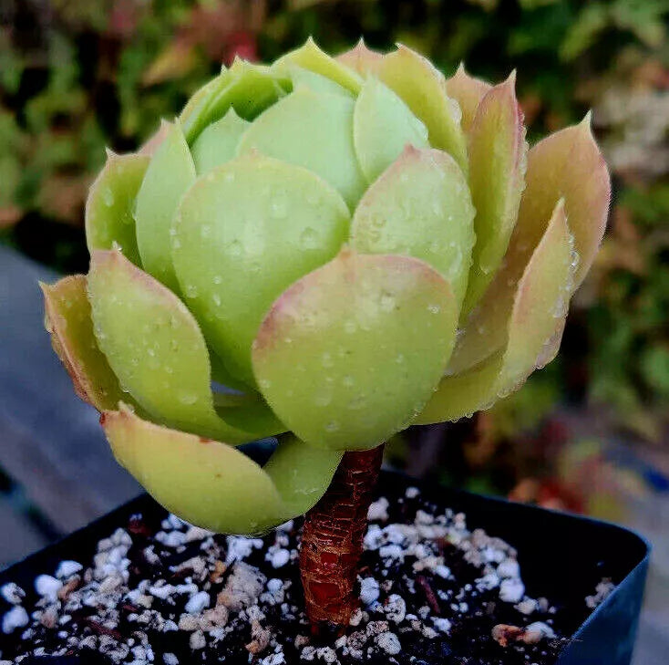Potted AEONIUM Plant - 4" Diameter - Rose Bud Appearance - Succulent Greenovia Variety