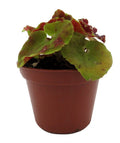 Sienna Swirl Begonia Live Plant 2.5" Pot Unique Spiraled Leaves (Begonia)