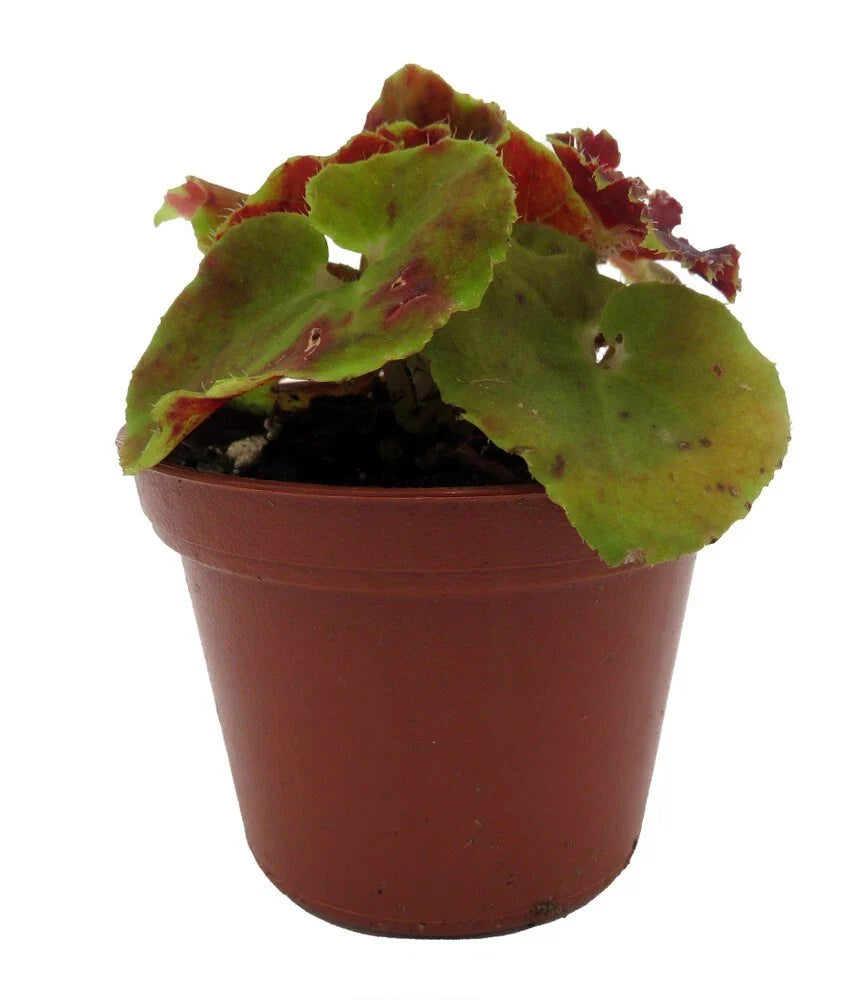 Sienna Swirl Begonia Live Plant 2.5" Pot Unique Spiraled Leaves (Begonia)