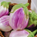 Rosa Bianca Eggplant Seeds, 50+ Heirloom Non-GMO Seeds, Botanical Variety for Home Gardening