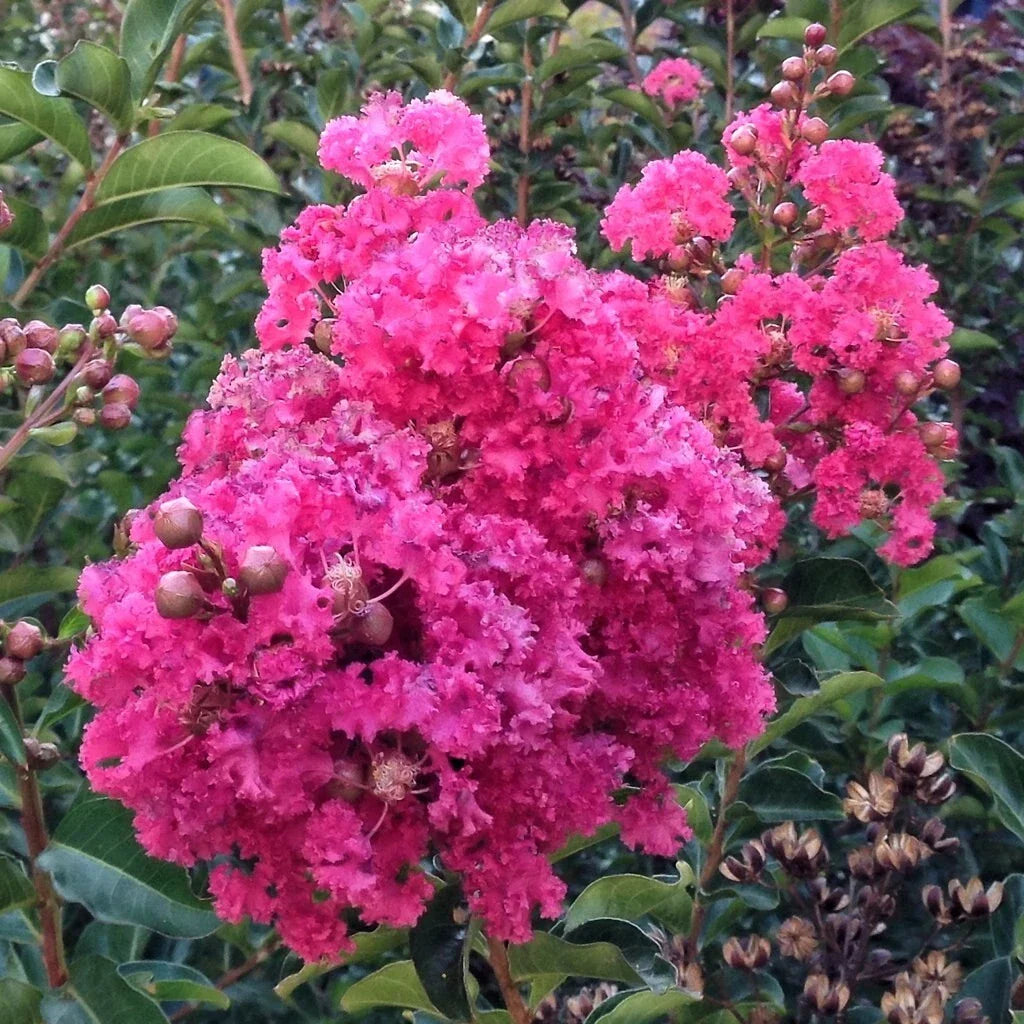Lagerstroemia Indica Dark Pink Crepe Myrtle 6" Cuttings Live Plant Tree Perennial Broadleaf Evergreen