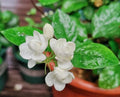 Jasmine Flower Seeds - 12 Seeds - Fragrant Variety - Jasminum spp.