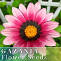 Gazania Seeds - 75+ Cherry Sweetheart - Fragrant Non-GMO Flower Seeds - Beautiful Colorful Blooms