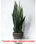 16 Uprooted Snake Plant Cuttings 6-12" Sansevieria Zeylanica - Indoor Houseplant, Air-Purifying Greenery