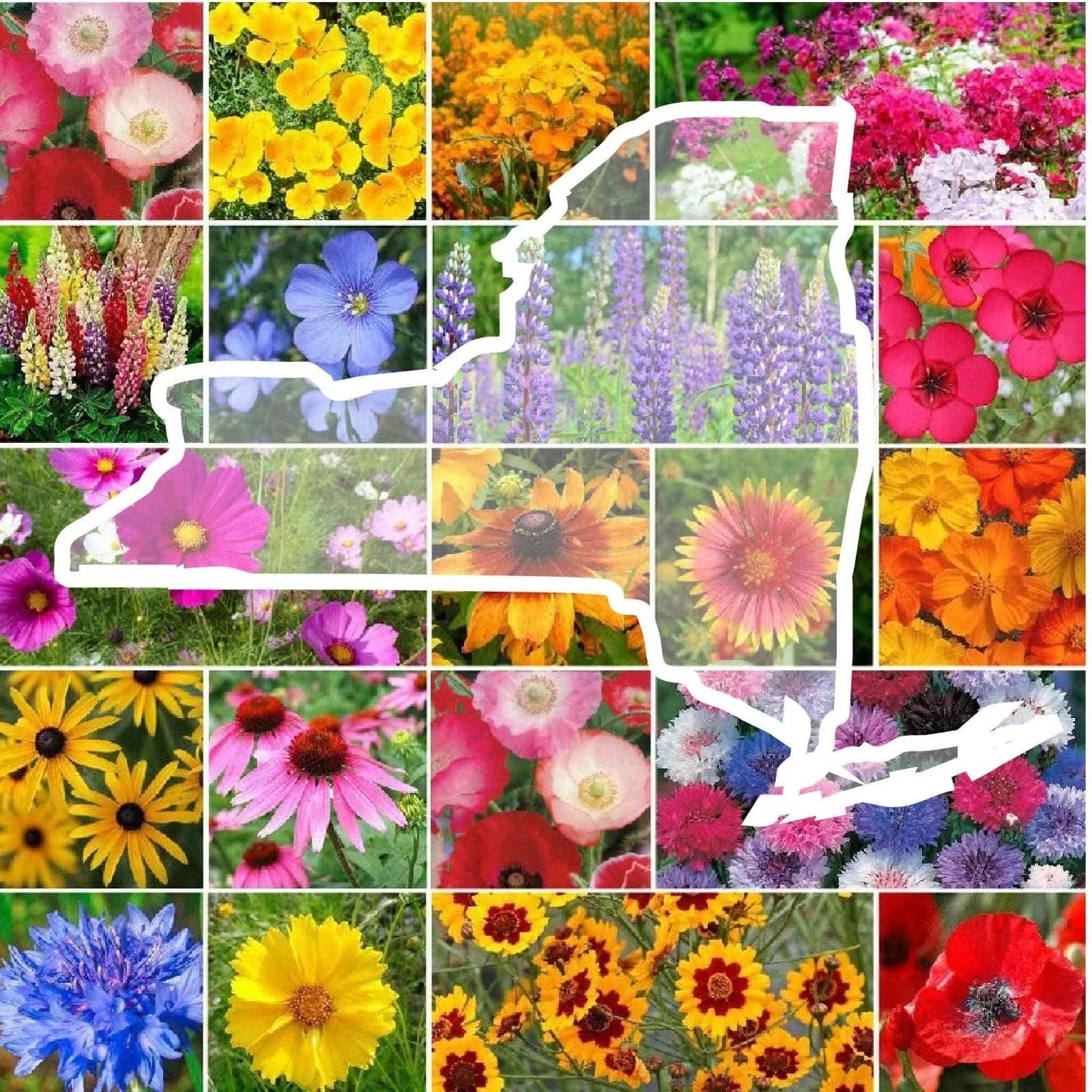 Wildflower Seed Mix - 1000 Non-GMO Perennial & Annual Seeds - New York State Flower Variety