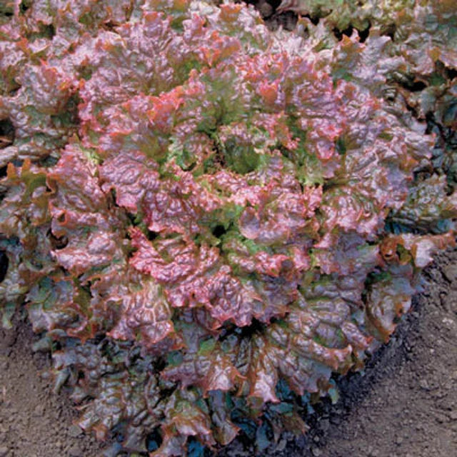 Lettuce Seeds - Red Sails Variety - Fresh Organic Seed for Home Gardening - Ideal for Salad Greens