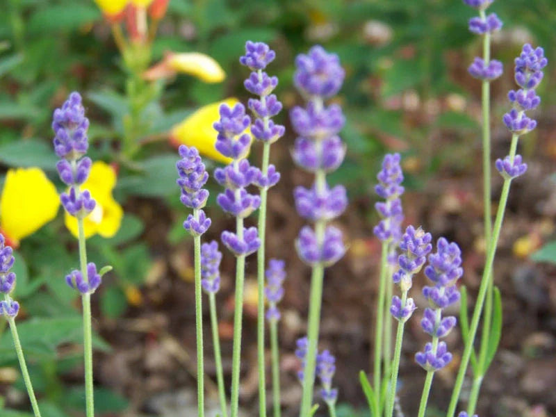 Lavender Seeds - 175 Count - True English Variety - Lavandula angustifolia - GroCo USA