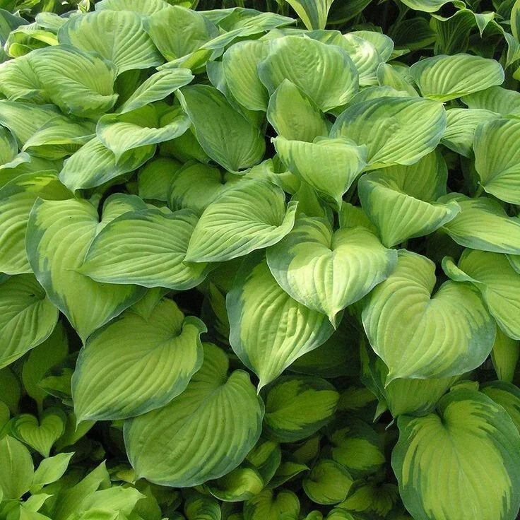 Guacamole Hosta Plant 4'' Variegated Shade Green Foliage Hosta sieboldiana