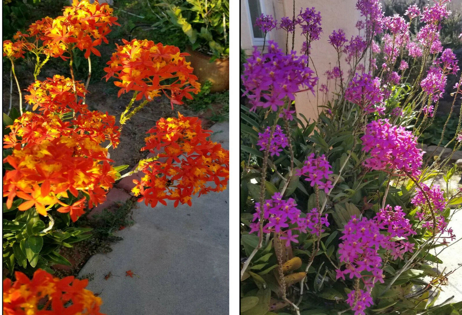 Epidendrum Orchid 5pcs Rooted Radicans Orange Yellow Purple Cluster Flowers, Vibrant Tropical Plant for Home Decor