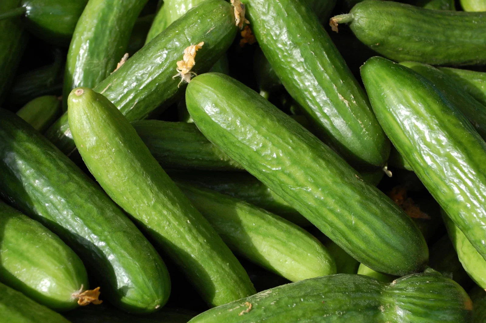 Organic Heirloom Muncher Cucumber Seeds - Non-GMO, Fresh, Perfect for Home Gardens - Cucumis sativus