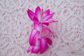 Christmas Cactus Starter Plant, Small, Proud Tina, Schlumbergera Truncata, Healthy Well-Rooted Plant for Home Decor