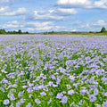 Blue Flax Seed - 1001+ Seeds - Native Wildflower Perennial - Cold & Drought Tolerant for Summer Garden - Linum lewisii