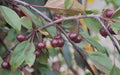 Royal Beauty Crabapple 25 Seeds - for Garden Planting - Malus 'Royal Beauty' - USA - Free Shipping