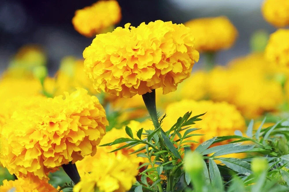 Oriental Marigold Flower Seeds 50 Count - Vibrant Orange Variety, Tagetes erecta