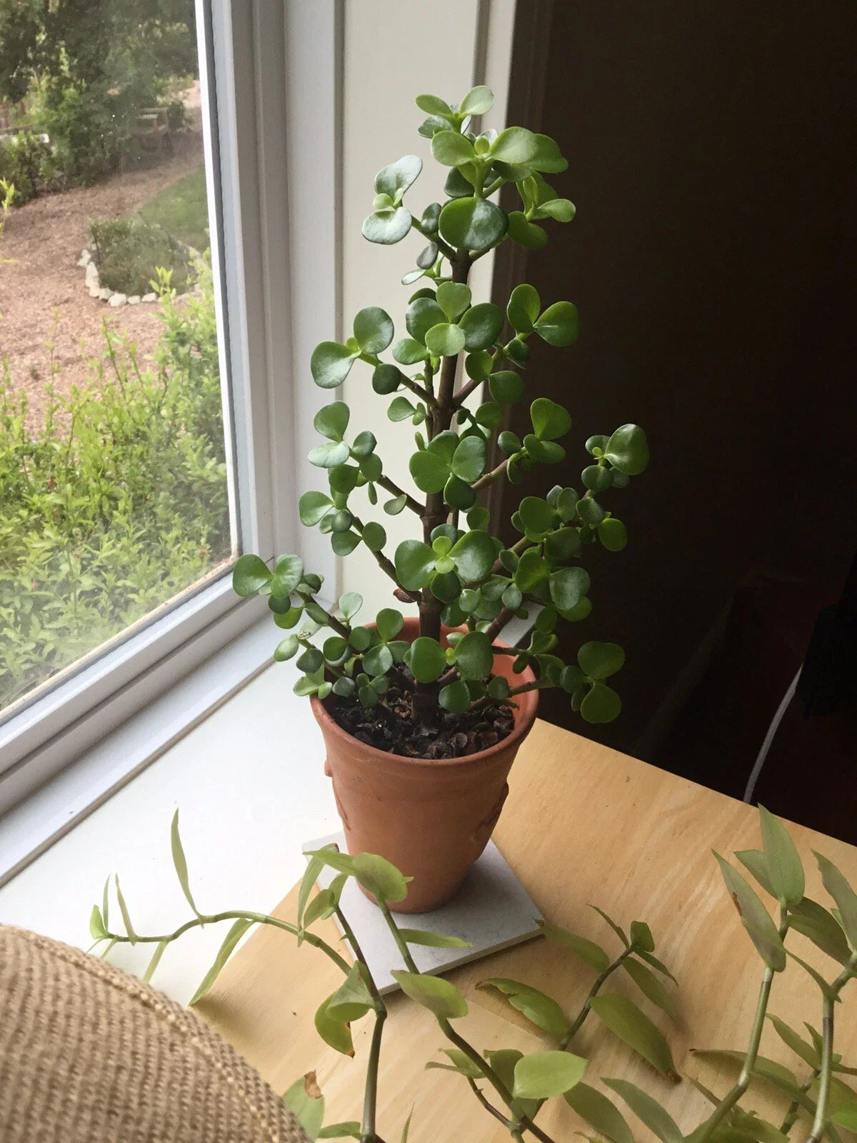 Christmas Tree Jade Cuttings - 6 Cuttings - Flowering Variety - Crassula perfoliata var. falcata
