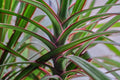 Dracaena Spikes Seeds - 500 Count - Dracaena Sanderiana - Indoor/Outdoor Planting