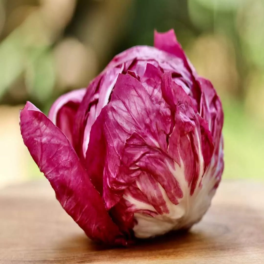 Rossa Di Verona Endive Seeds, Non-GMO Italian Chicory, Radicchio, Heirloom Variety