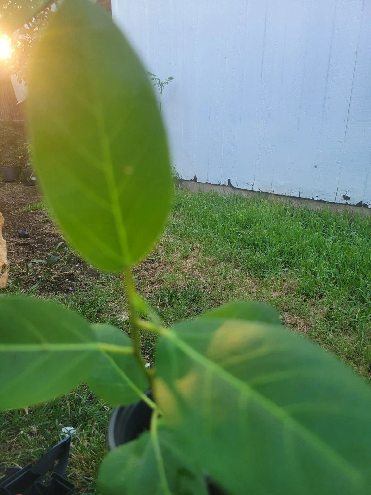 Ficus Audrey Live Plant Plug - Single Foliage for Garden & Home Planters - Ficus benghalensis
