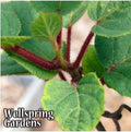 Tomuri Male Kiwi Plant - 3-Inch Pot - Actinidia chinensis - Live Green Kiwi Plant for Pollination and Fruit Production