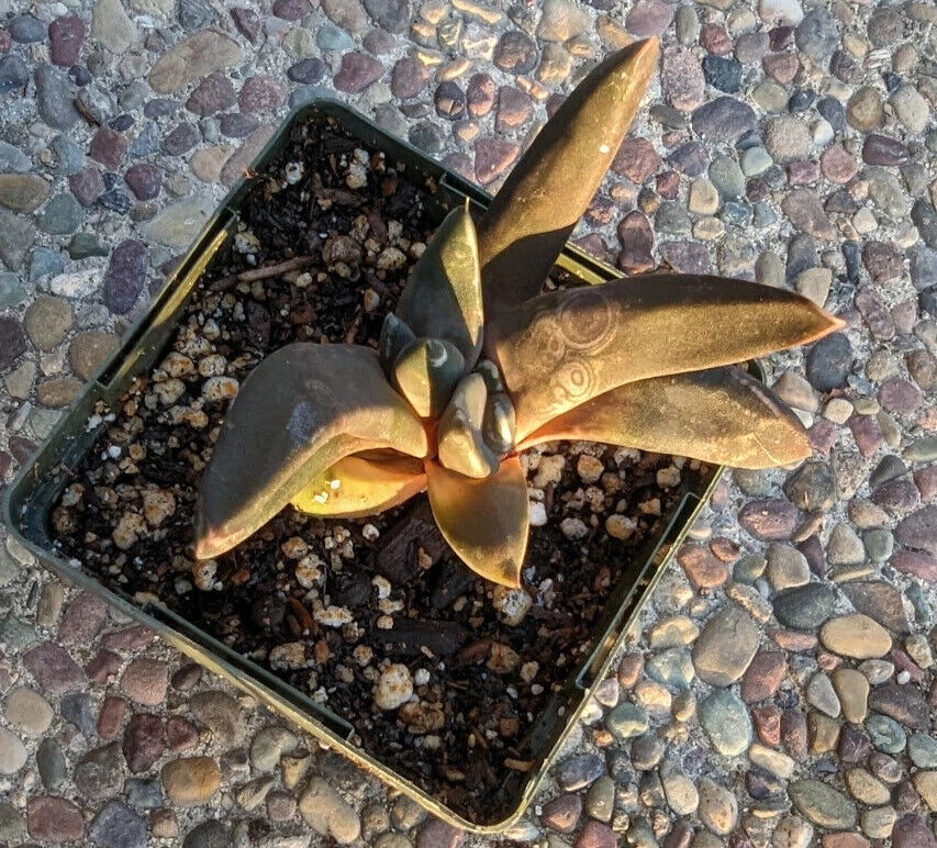 Gasteria Nigricans Monstrose Plant - 4" Diameter Rare Succulent, Unique Texture, Indoor/Outdoor Decor