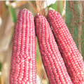 Pink Glass Gem Corn Seeds - Neon Early Pink Pearl Popcorn - Zea mays Everta