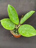 Rare Hoya Joel Hybrid Rooted Plant 2.5" Pot