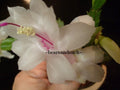 Schlumbergera Starter Plant - Salvador Brazil Variety - Christmas Cactus - Indoor Houseplant