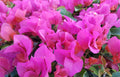 Bougainvillea Starter Plug Plant - LA JOLLA Variety - Bare Root - Tropical Flowering Plant (Bougainvillea spp.)