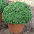 Dwarf Greek Basil Seeds - 50 Count Packet - Dwarf Variety - Pungent Leaves - Ideal for Container Gardening - Ocimum basilicum