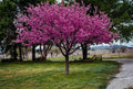 Redbud Tree Bare Root 6-12" Cercis canadensis Live Plant