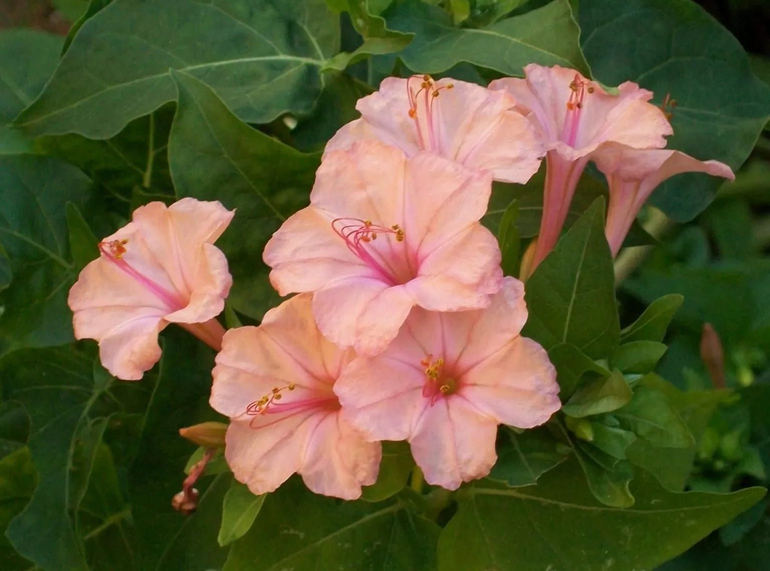 25 Salmon Four O'clock Flower Seeds - Perennial Blooming Plants - Mirabilis jalapa