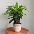 Furry Feather Calathea Seeds - 25+ Count for Garden Planting - Free Shipping - Calathea rufibarba