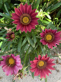 Gazania Rigens Pink Plant in 4 Inch Pot - Fully Established Roots, Vibrant Pink Flowers