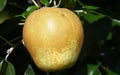 Hudson's Golden Gem Apple Seeds - 25+ Seeds for Garden Planting - Malus domestica - USA Shipping Available